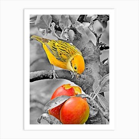 Bird Eats An Apple Art Print