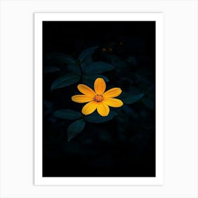 Yellow Flower In The Dark Poster