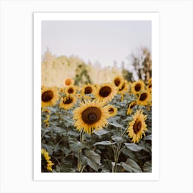 Sunflowers In The Field France Art Print