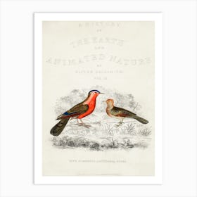 Bird Illustration, Oliver Goldsmith Art Print