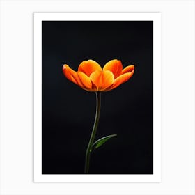 Single Orange Tulip Art Print