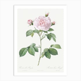 Royal White Rose, Rosa Alba Regalis From Les Roses (1817–1824), Pierre Joseph Redoute Art Print