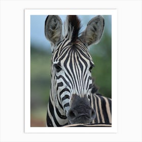 Portrait Of A Zebra Art Print