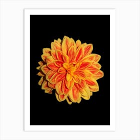 Dahlia 8 Art Print