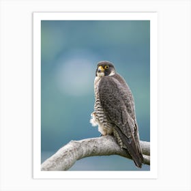 Peregrine Falcon Art Print