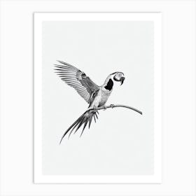 Macaw B&W Pencil Drawing 1 Bird Art Print