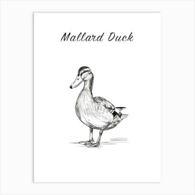 B&W Mallard Duck Poster Art Print