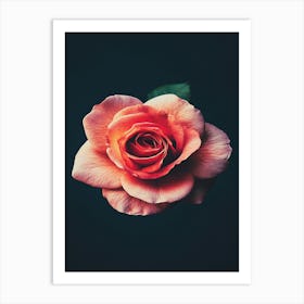 Rose Wallpaper 11 Art Print