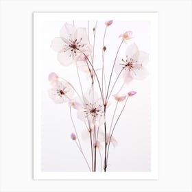 Pressed Wildflower Botanical Art Meadow Rue 2 Art Print