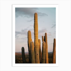 Sunset Behind Cactus Art Print
