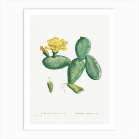 Cactus Opuntia Nana, Pierre Joseph Redoute Art Print
