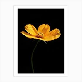 Yellow Cosmos Flower Art Print