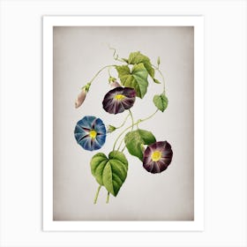 Vintage Morning Glory Botanical on Parchment n.0868 Art Print