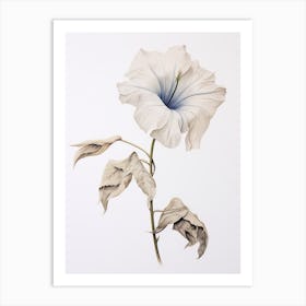 Pressed Flower Botanical Art Moonflower 2 Art Print