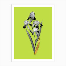 Vintage Elder Scented Iris Black and White Gold Leaf Floral Art on Chartreuse n.0665 Art Print
