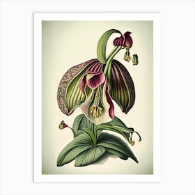 Lady's Slipper Wildflower Vintage Botanical Art Print