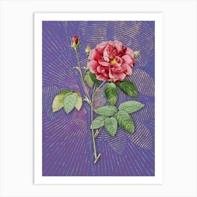 Vintage French Rose Botanical Illustration on Veri Peri n.0088 Art Print