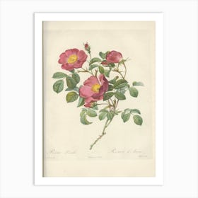 Rose Illustration, Pierre Joseph Redoute (7) Art Print