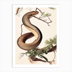 Brown Tree Snake 1 Vintage Art Print