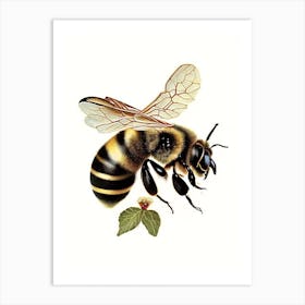 Apis Bee Vintage Art Print