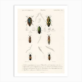 Different Types Of Beetles, Charles Dessalines D'Orbigny 10 Art Print