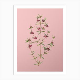 Vintage Heath Mirbelia Branch Botanical on Soft Pink n.0483 Art Print