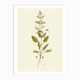 Sage flowers 3 Art Print