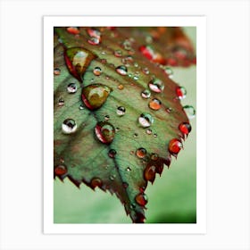 Raindrops On A Leaf 1 Art Print