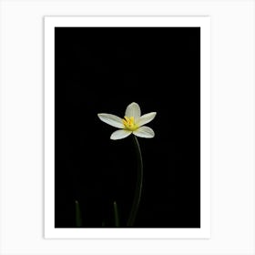 Single White Flower On A Black Background 2 Art Print