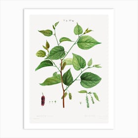 Red Mulberry, Pierre Joseph Redoute Art Print