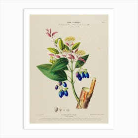 Blueberry Art Print