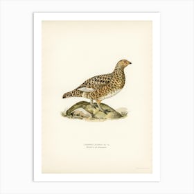 Willow Ptarmigan Female, The Von Wright Brothers Art Print