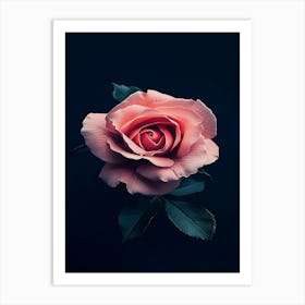 Pink Rose 25 Art Print