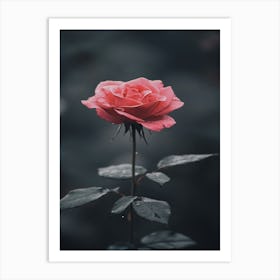 Single Rose 13 Art Print