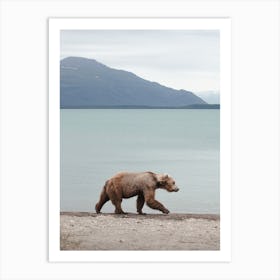 Bear On Alaskan Shoreline Art Print