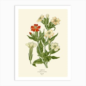 Geraniums 1 Art Print