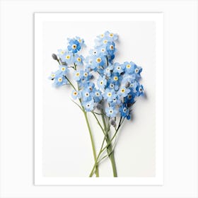 Pressed Wildflower Botanical Art Forget Me Not 1 Art Print