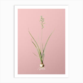 Vintage Hyacinthus Viridis Botanical on Soft Pink n.0258 Art Print