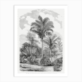 Vintage Palm Tree Art Print _2643189 Art Print