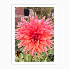 Pink Dahlia Art Print