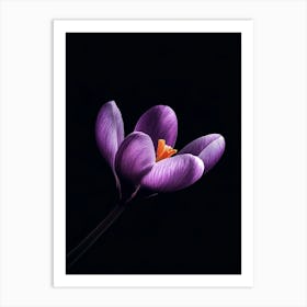 Crocus Flower On Black Background Art Print