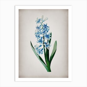 Vintage Dutch Hyacinth Botanical on Parchment Art Print