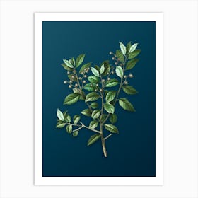 Vintage Evergreen Oak Botanical Art on Teal Blue n.0813 Art Print