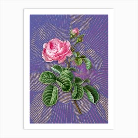 Vintage Provence Rose Botanical Illustration on Veri Peri n.0973 Art Print