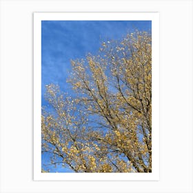 Yellow Leaves On A Tree Art Print