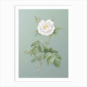 Vintage White Rose Botanical Art on Mint Green n.0551 Art Print