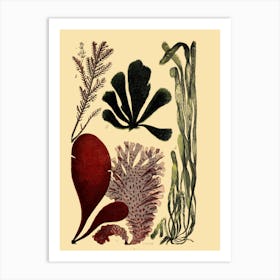 Seaweeds Art Print