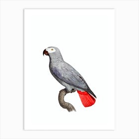 Vintage Congo Grey Parrot Bird Illustration on Pure White Art Print