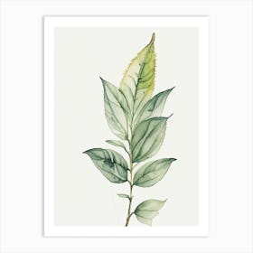 Pineapple Sage Leaf Minimalist Watercolour Art Print