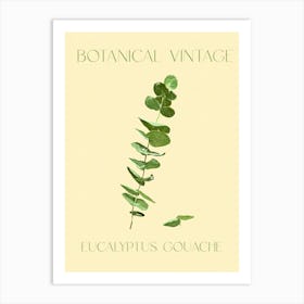 Vintage Eucalyptus Botanical Art Print